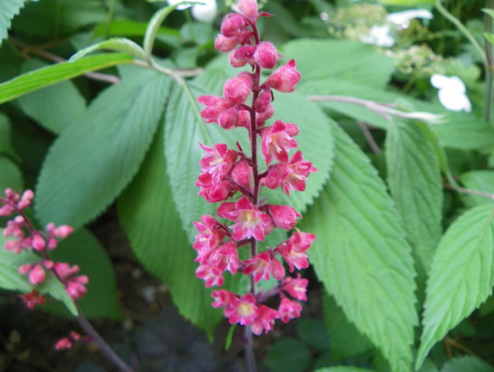 heuchera Hollywood - Vara 2015