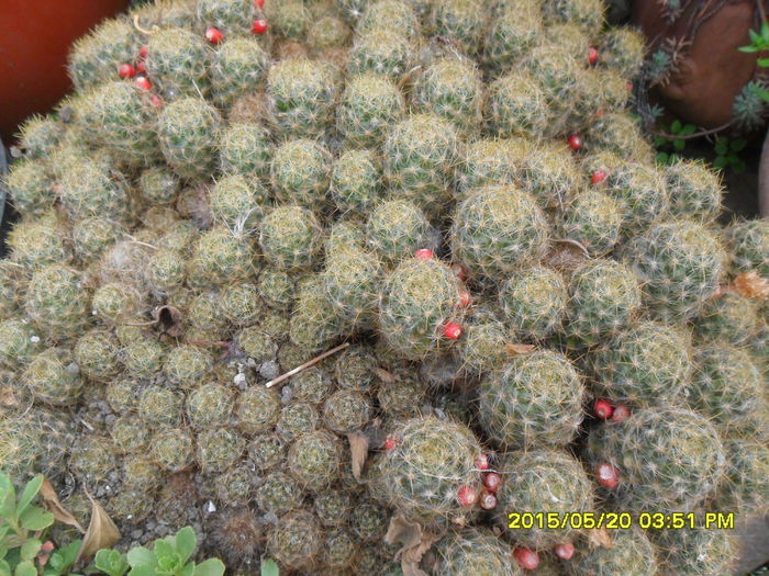 SAM_9564 - Cactusi si suculente 2015