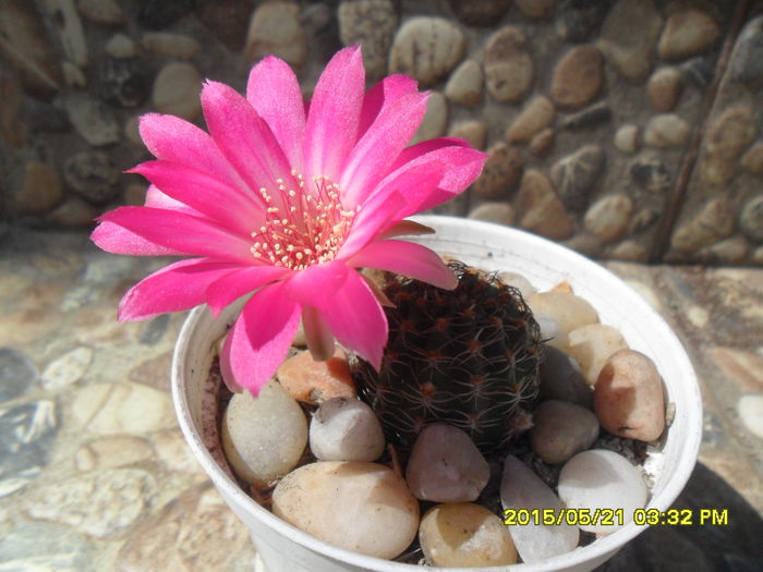SAM_9603 - Cactusi si suculente 2015