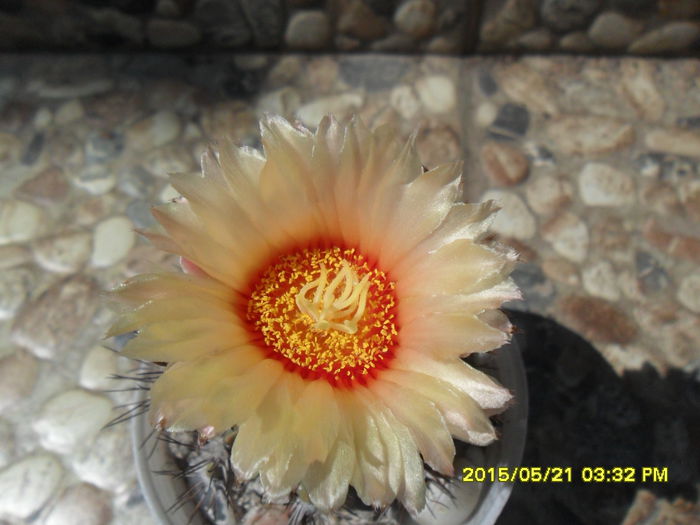 SAM_9605 - Cactusi si suculente 2015