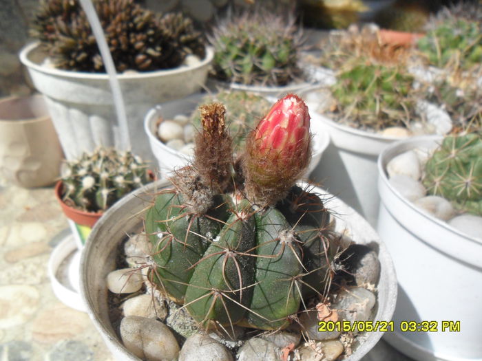 SAM_9606 - Cactusi si suculente 2015