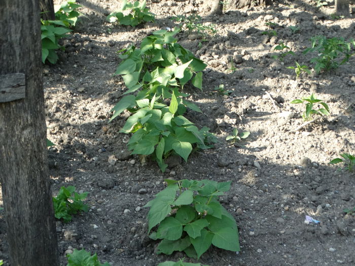 DSC06674 - Gradina bunicii