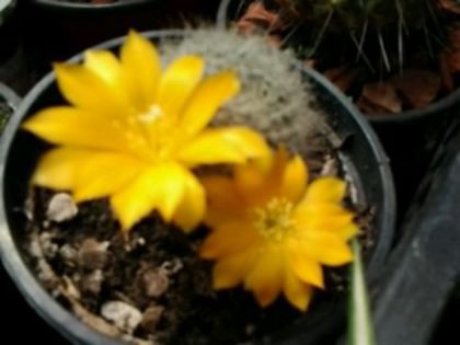 Fotografie5006 - Cactusi și suculente