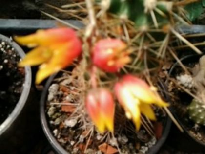 Fotografie5007 - Cactusi și suculente