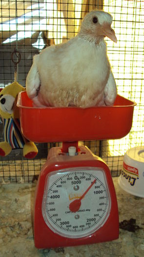 seria II la 24 zile; M -560 gr
