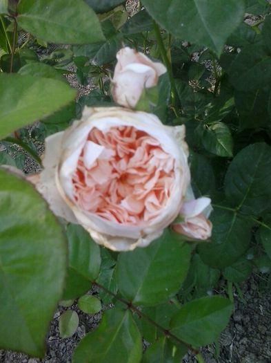 crown princess margaret