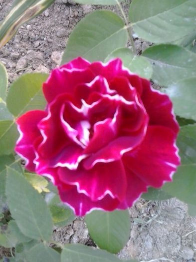 20150601_181949 - A Trandafiri 2015