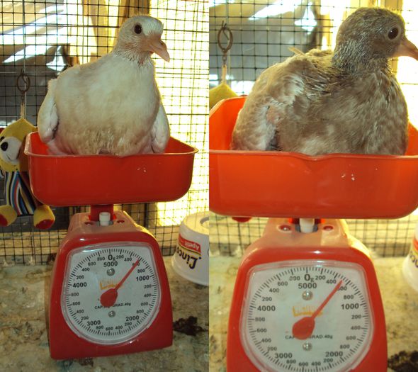 la 24 zile- M-560gr; F- 490gr