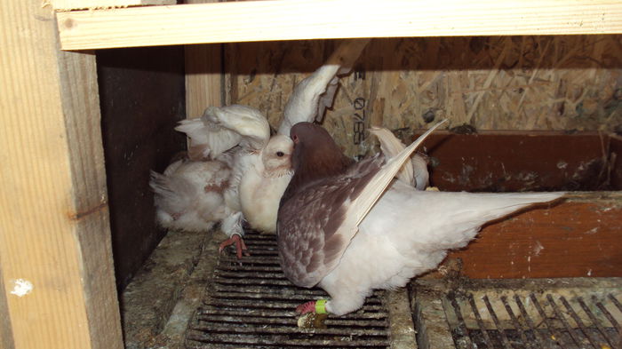 mamica ...la datorie :))....guri multe d-le!