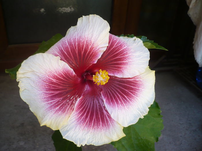 Tahitian Purple Lady