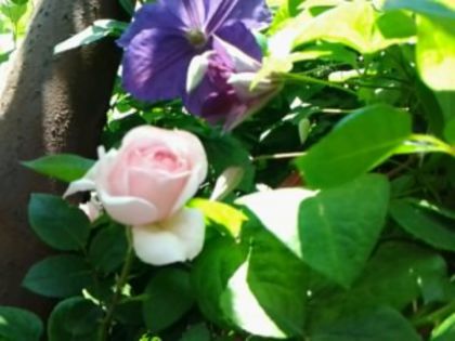 cinderella - Trandafirii din gradina