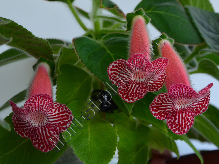 NEW 2015 - Luci s Rays - KOHLERIA IV - Hibrizii mei - My hybrids