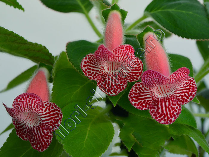 NEW 2015 - Luci s Rays - KOHLERIA IV - Hibrizii mei - My hybrids