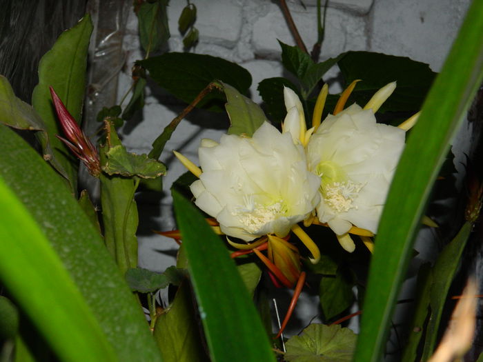DSCN9044 - Epiphyllum oxypetalum