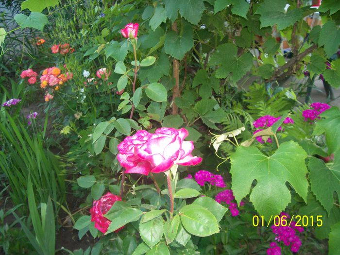 101_1618 - TRANDAFIRIIII