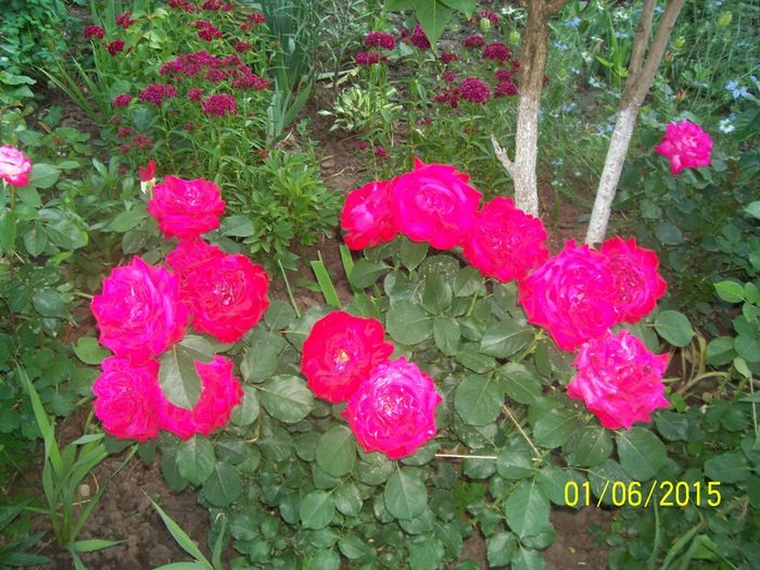 101_1620 - TRANDAFIRIIII