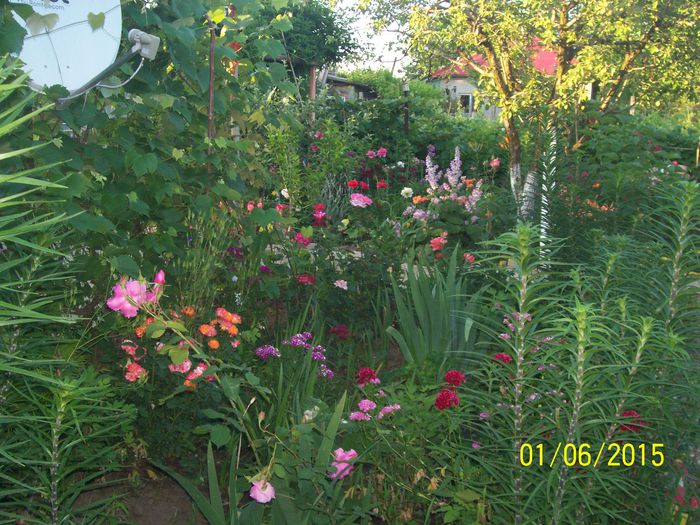 101_1628 - TRANDAFIRIIII