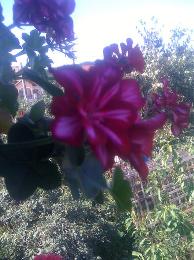 IMG_0055 - muscate 2015