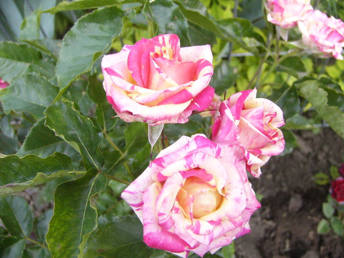 Minirosa Dimov