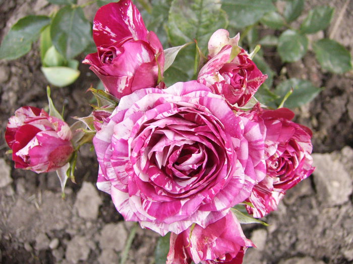 Minirosa Dimov