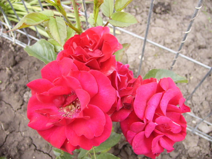 Minirosa Dimov