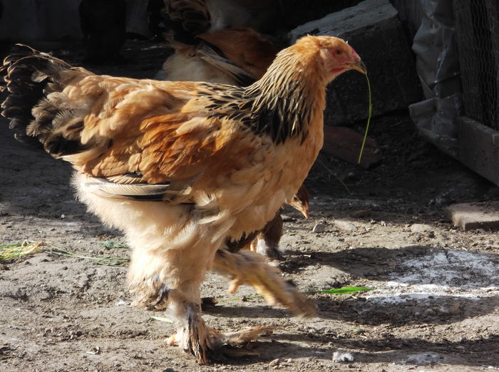 DSCF9726 - Pui Brahma 2015