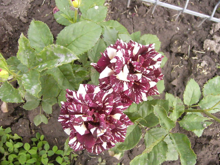Rosa Dimov nr.19