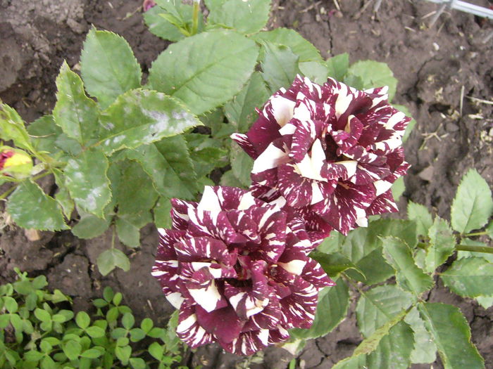 P1240561