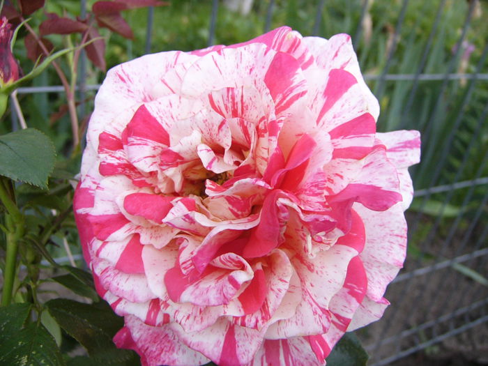 Rosa Dimov