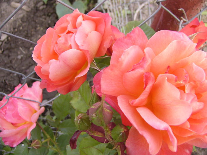 Rosa Westerland