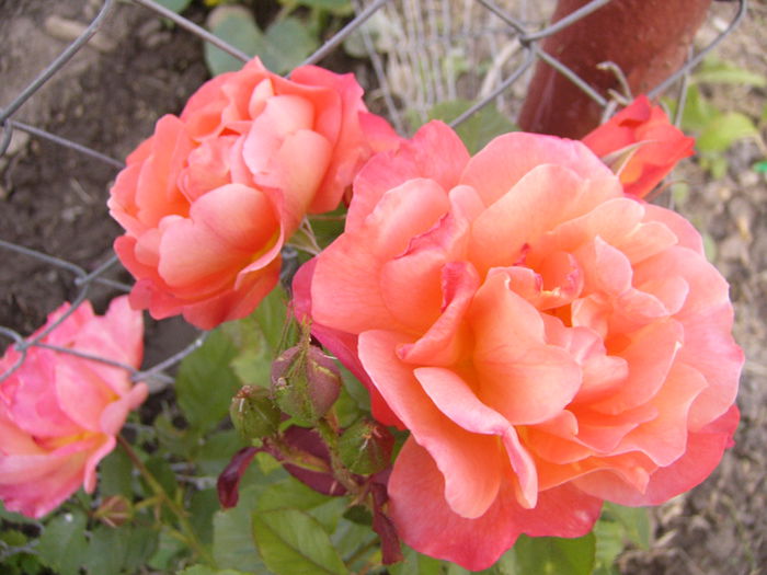 P1240581