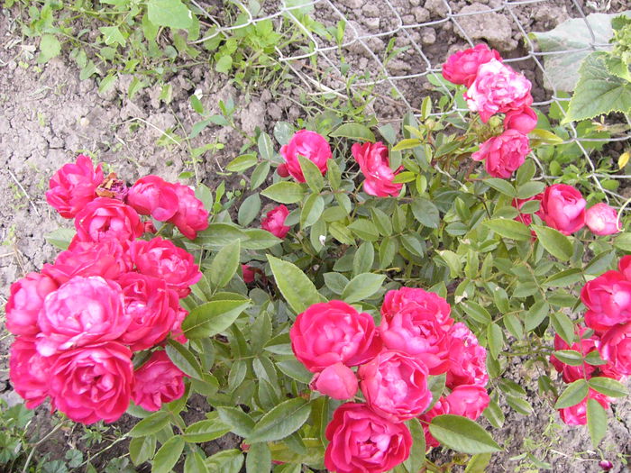 Rosa Morsdag rosu