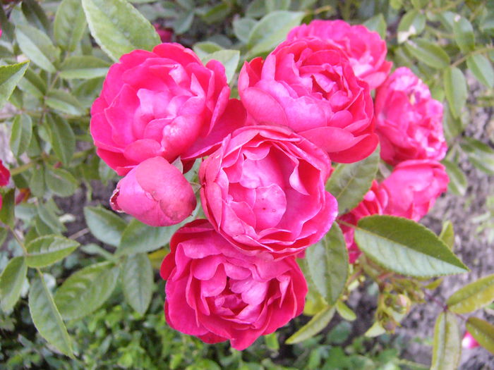 P1240585