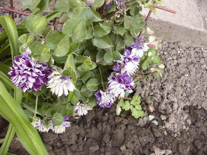 Clematis Shin-Shigyokie