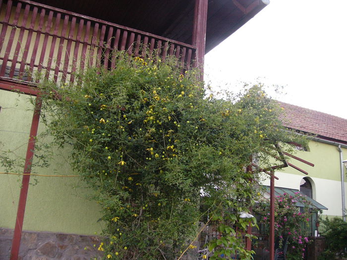 Clematis Tangutica-Golden Tiara-