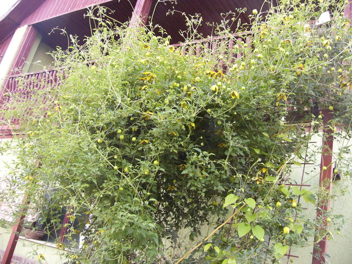 P1240599