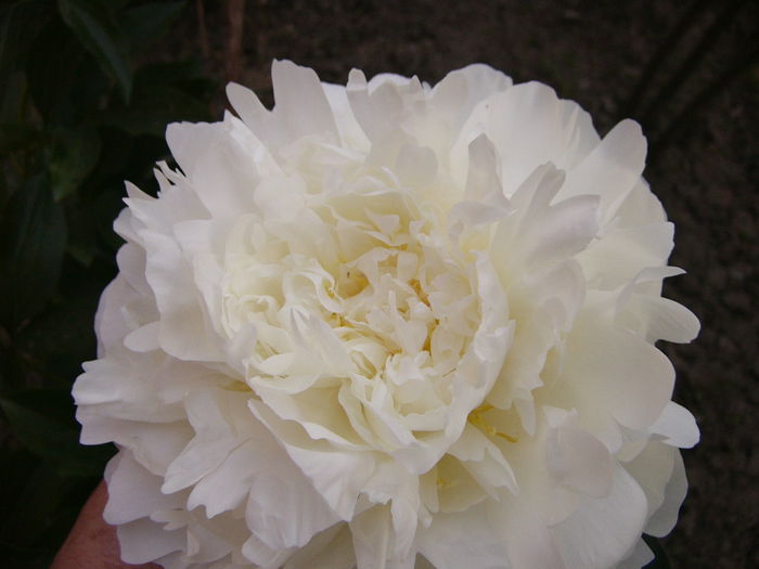 P1240608