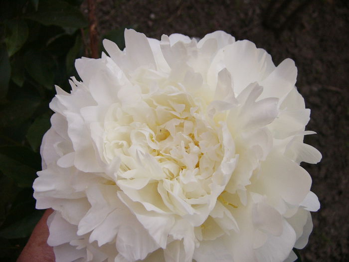 P1240609