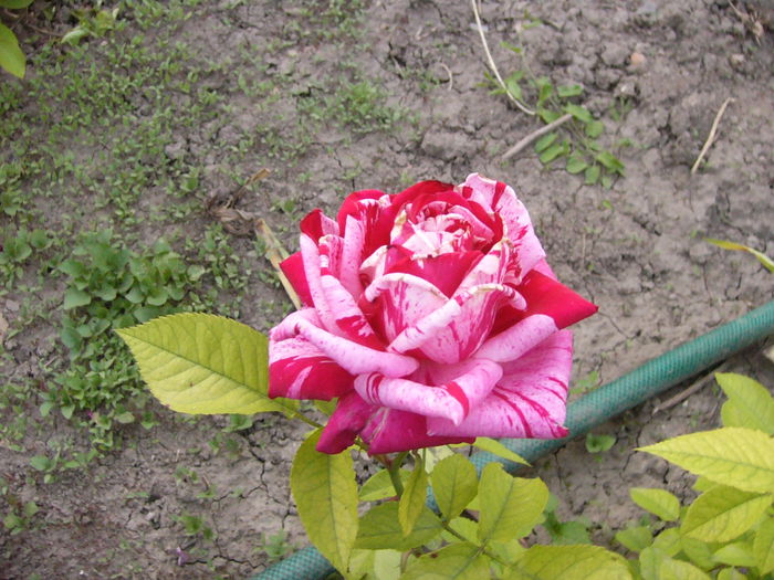 Rosa Dimov