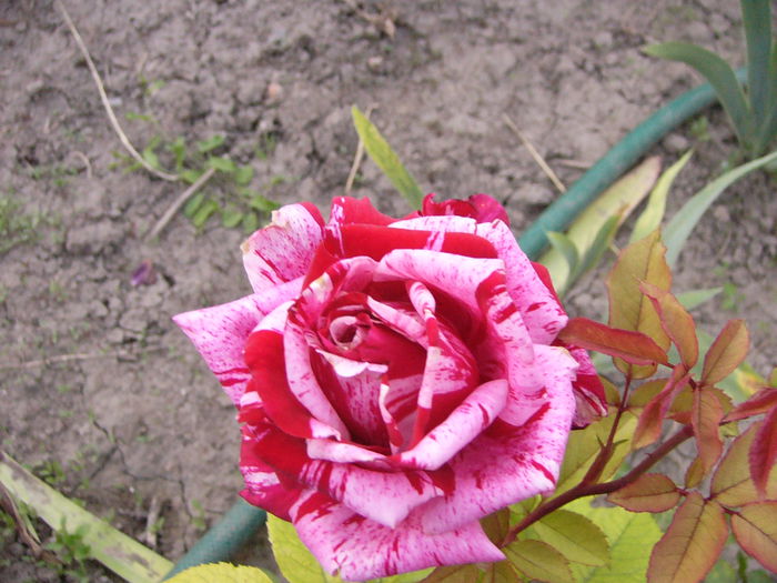 P1240611