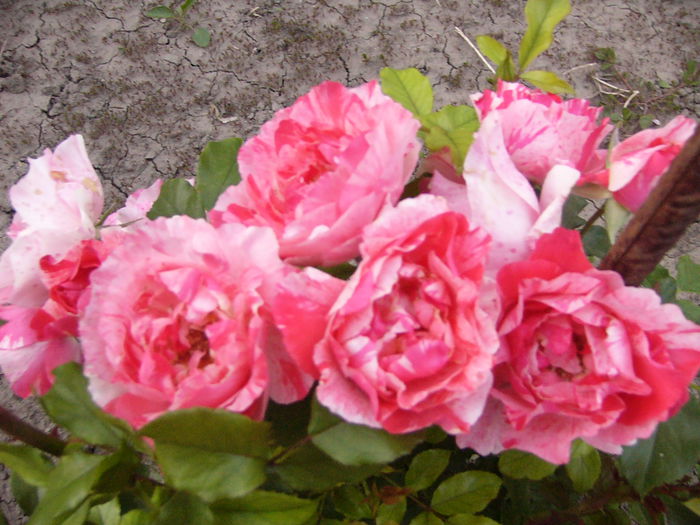 P1240615