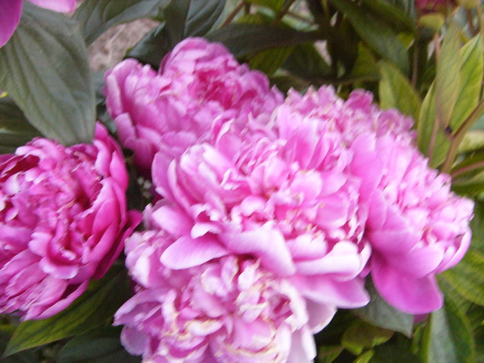P1240617