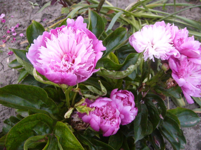 P1240628