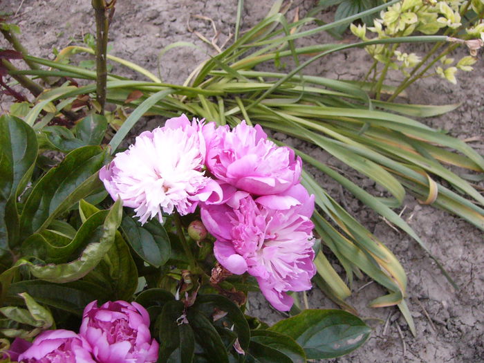 P1240629