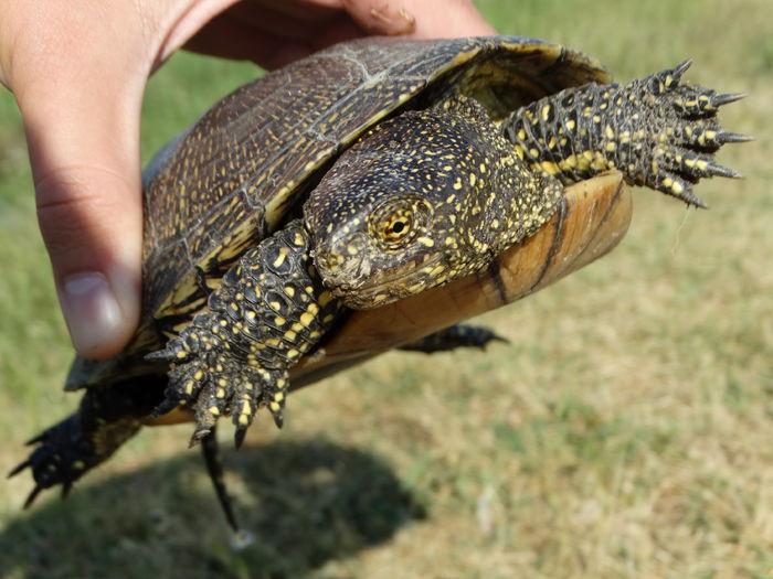 Ţestoasa de apă europeană; Emys orbicularis
