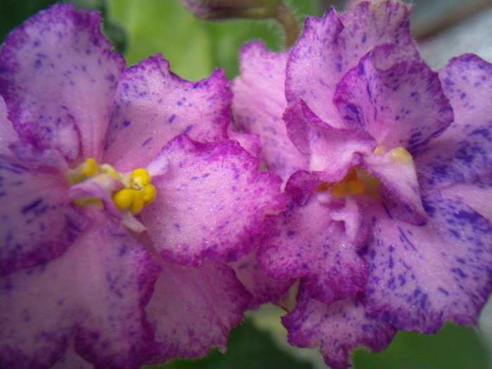 Photo0597 - VIOLETE AFRICANE saintpaulia  2010-2011                                                             