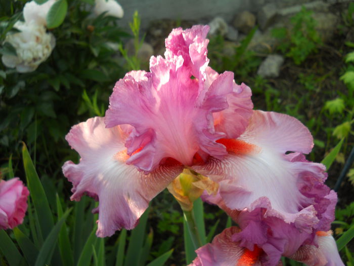 DSCN7369 - iris 2015