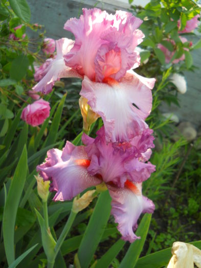 DSCN7370 - iris 2015