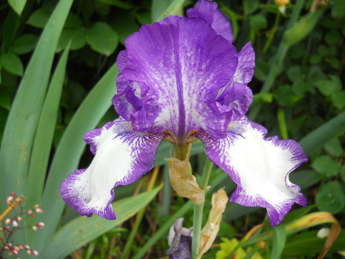 DSCN7427 - iris 2015