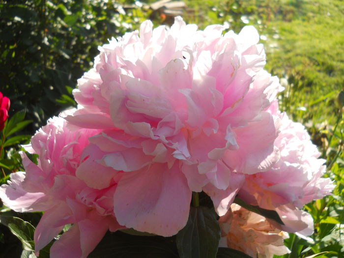 DSCN7381 - bujori 2015
